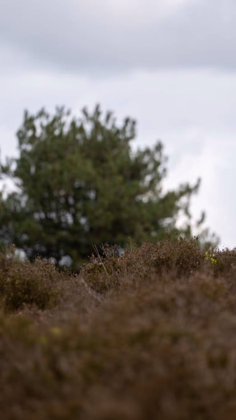 Een soldaat in camouflagekleding met een grote rugzak loopt door een heideveld met dennenbomen op de achtergrond. 