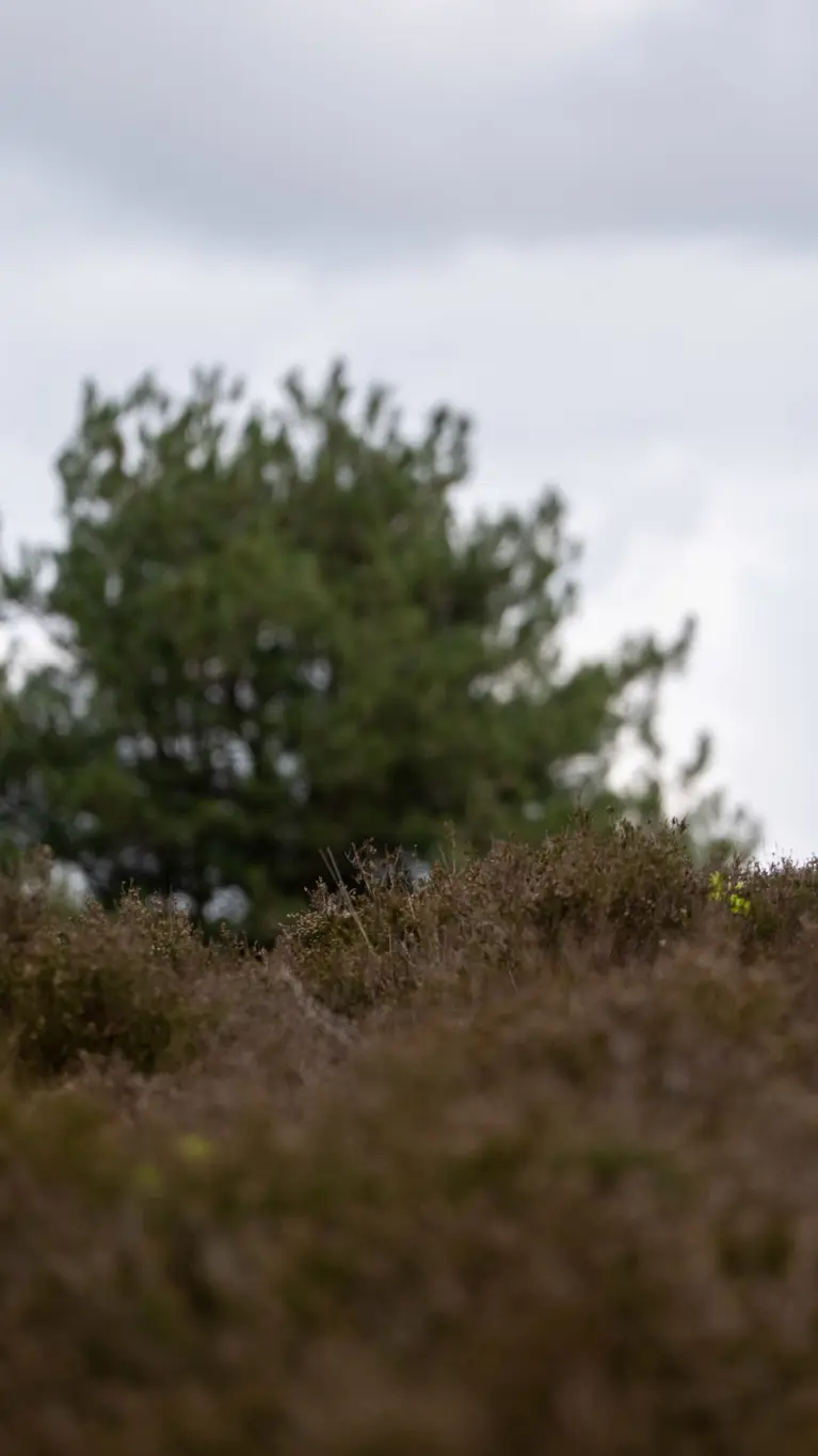 Een soldaat in camouflagekleding met een grote rugzak loopt door een heideveld met dennenbomen op de achtergrond. 