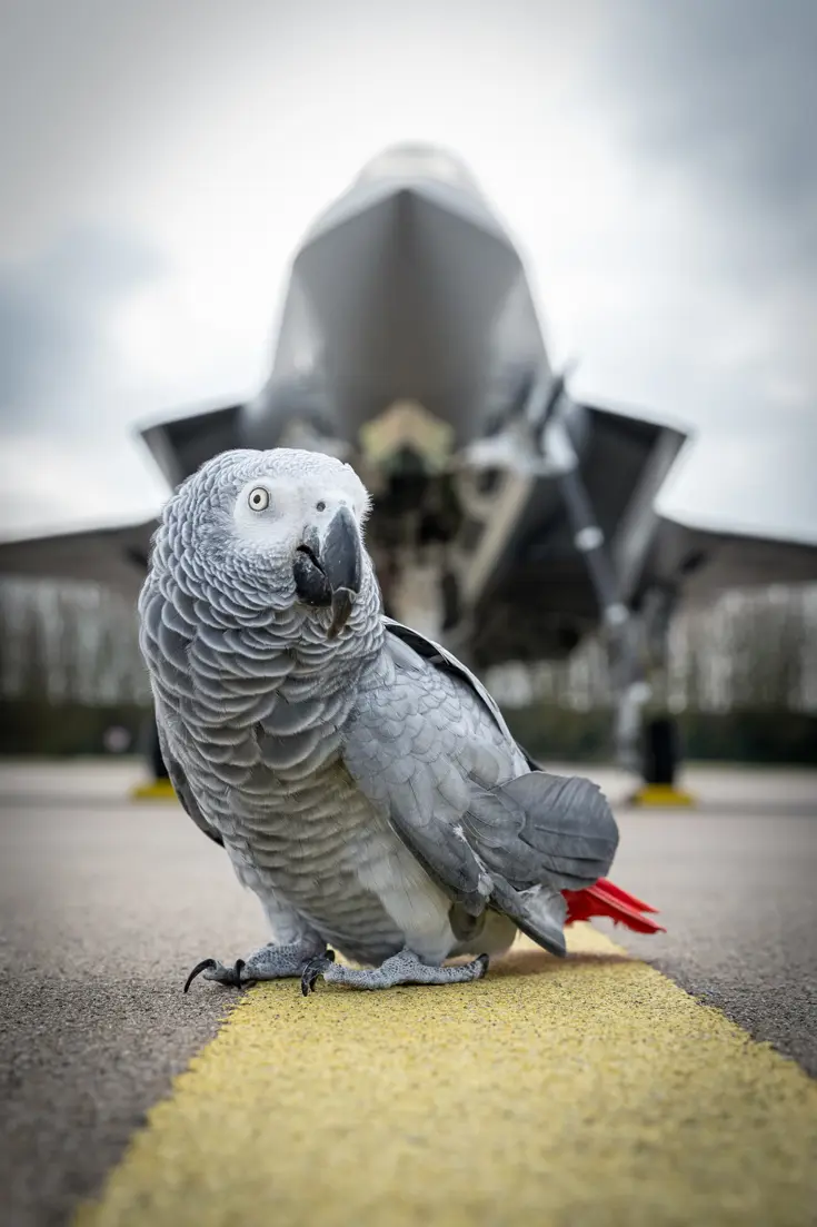 Papegaai op de landingsbaan met daarachter een F-35.