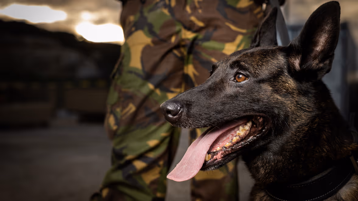 Portret van een diensthond met erachter de benen van een militair.