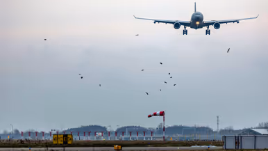 De A330 MRTT nadert luchthaven Schiphol. De lucht is grijs. Vogels vliegen in de lucht. Ook de landingsbaan met windroos is te zien. 