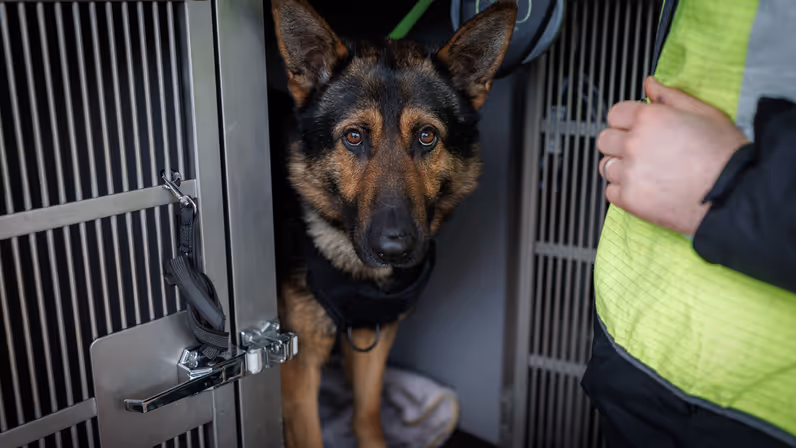 Een jonge herdershond tuurt vanuit een kennel braaf in de camera, terwijl een man in een geel hesje hem aangelijnd houdt.