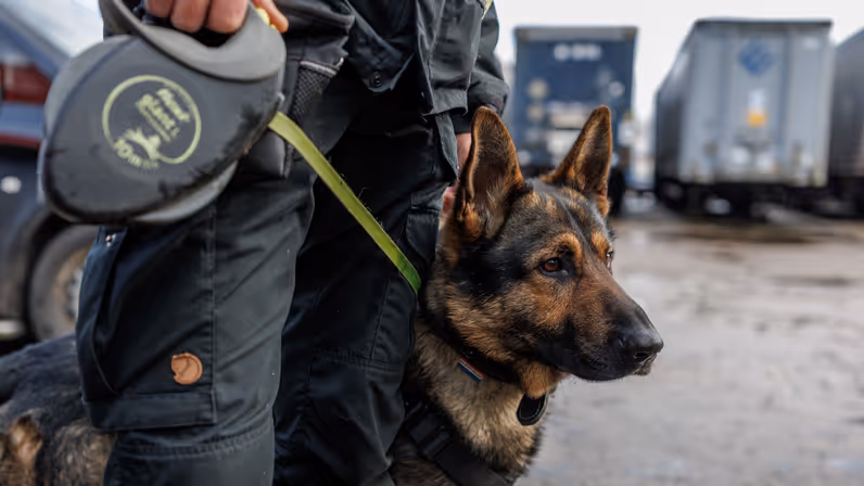 Een Duitse herder aangelijnd.