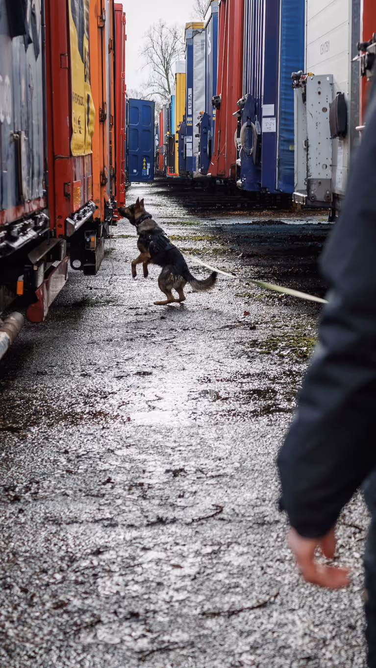 Een aangelijnde diensthond van de KMar snuffelt aan een van de vele trailers.