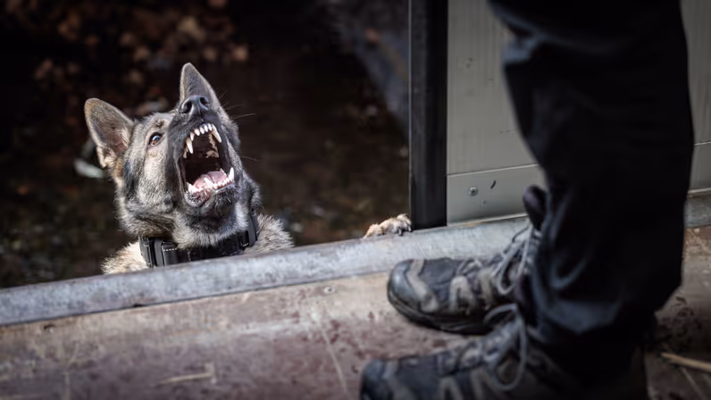 Een herdershond blaft met de bek open naar een persoon in een trailer.