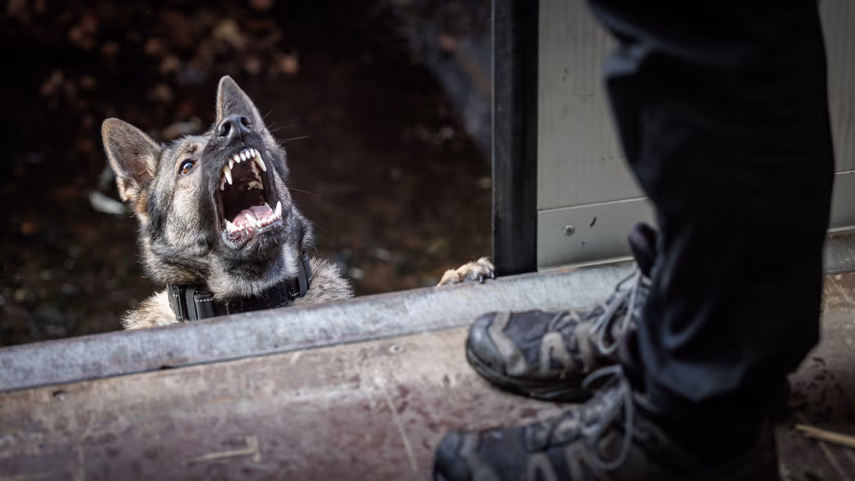 Een herdershond blaft met de bek open naar een persoon in een trailer.