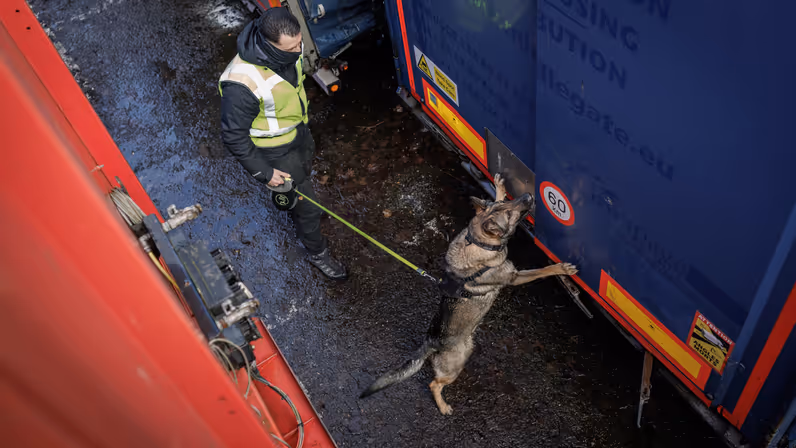 Een herdershond speurt rondom een vrachtwagen.