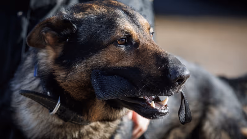 Een Duitse herder met een bijtstuk in de mond.