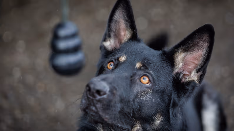 Close-up van een K9 hond van de Koninklijke Marechaussee.