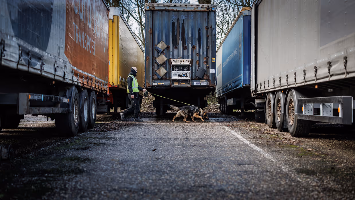 Een aangelijnde diensthond van de KMar speurt tussen vrachtwagens.