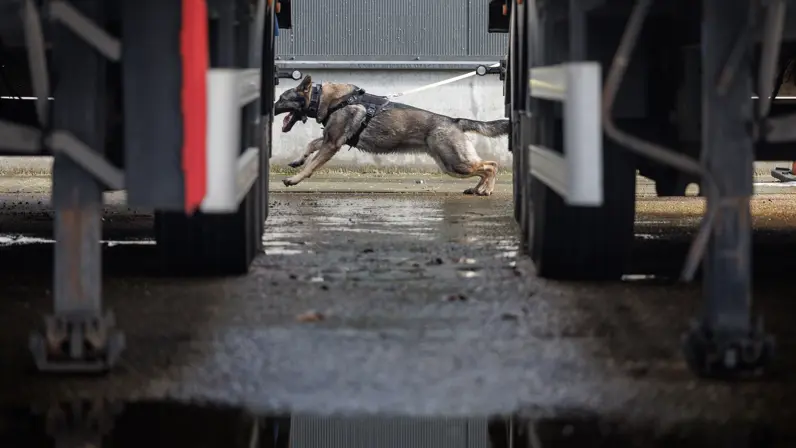 Een aangelijnde Duitse herder rent tussen 2 trailers door.