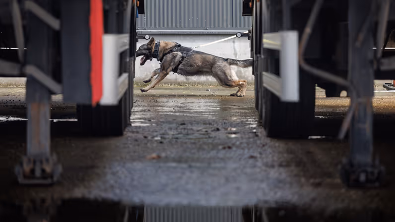Een aangelijnde Duitse herder rent tussen 2 trailers door.