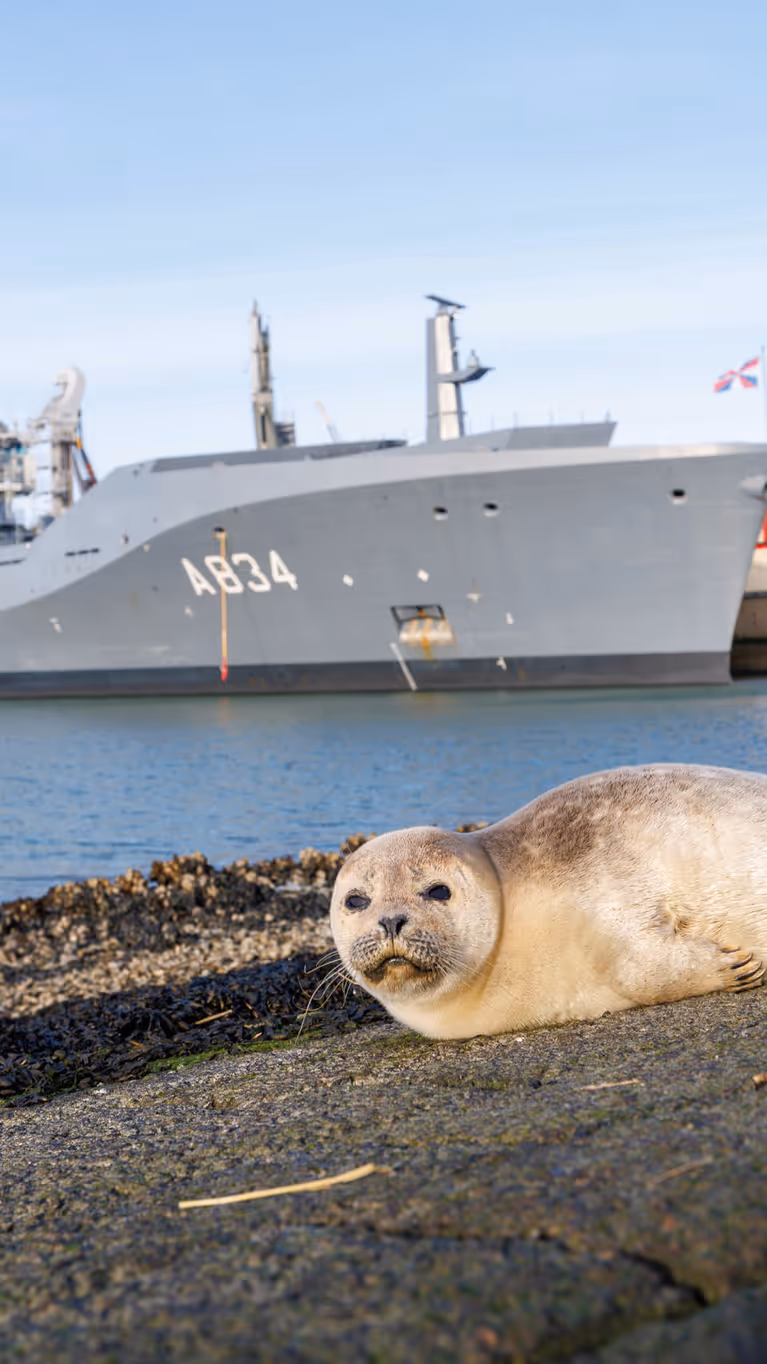 Een zeehond ligt op het talud bij de marinehaven en kijkt de lens in. Achter het dier is Zr.Ms. Den Helder te zien.
