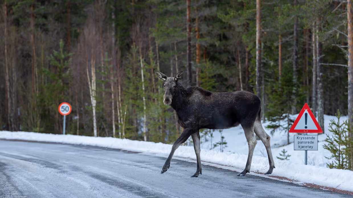 Een eland rent over een ijzige weg, met aan de zijkant een verkeersbord met daarop de tekst 'Pas op, overstekende pantservoertuigen'.