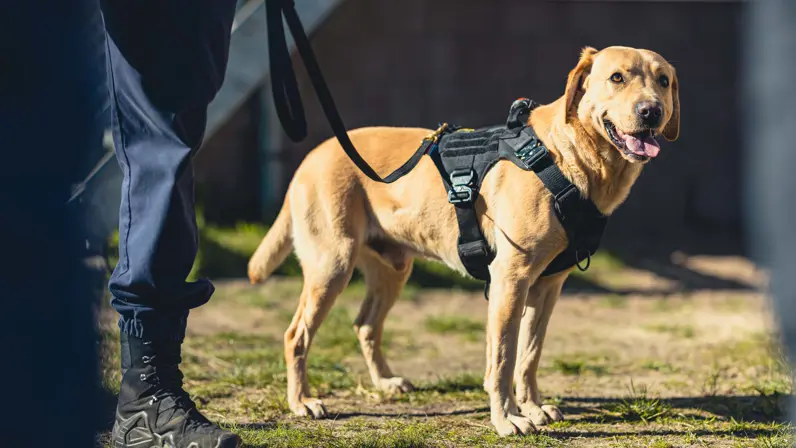 Een labrador kijkt aangelijnd naar de camera.