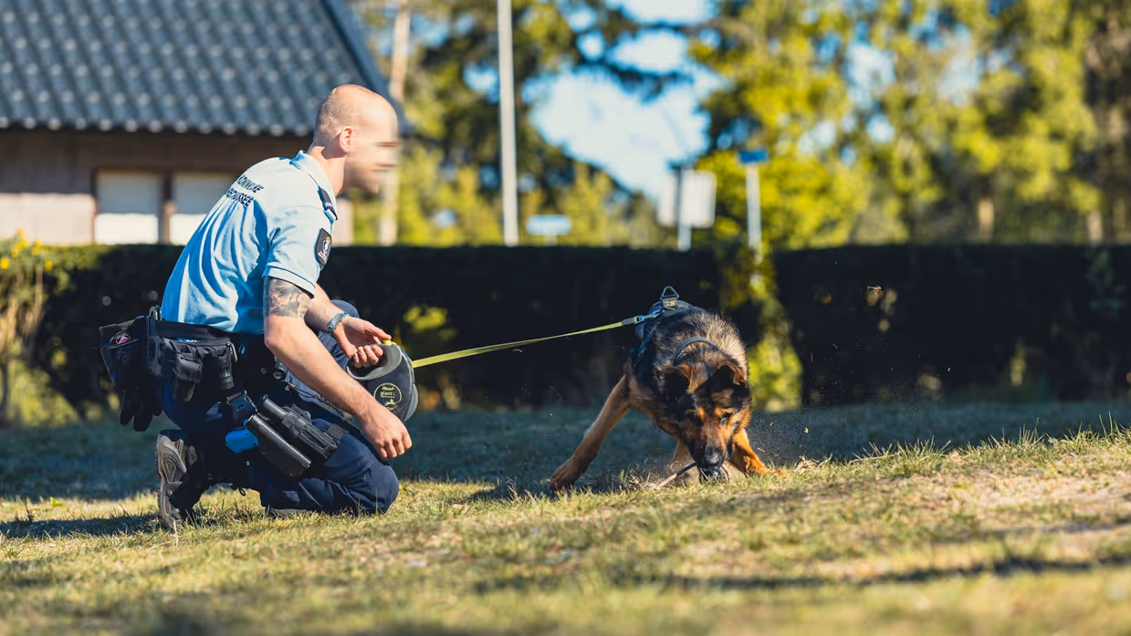 Een geleider geknield in het gras terwijl de hond iets uit de grond trekt.