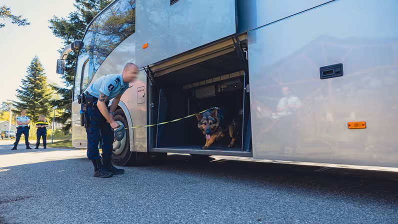 Een hond onderzoekt de laadruimte van een bus.