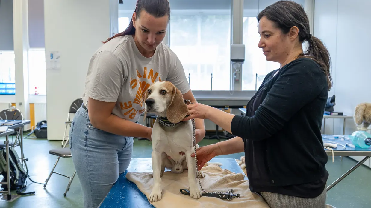 Een levende hond zittend op een onderzoekstafel. Een vrouw controleert met twee handen de romp, terwijl een andere vrouw het dier voorzichtig vasthoudt aan de halsband en een voorpoot.