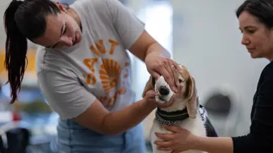 Een vrouw controleert het tandvlees van een zittende levende hond. Een andere vrouw houdt haar hand tegen de borst van de hond.