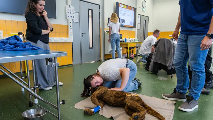 In een leslokaal zit een vrouw knielend bij de kop van een dummyhond in zijligging. Ze houdt haar oor boven de bek. Ernaast staan twee mensen toe te kijken.