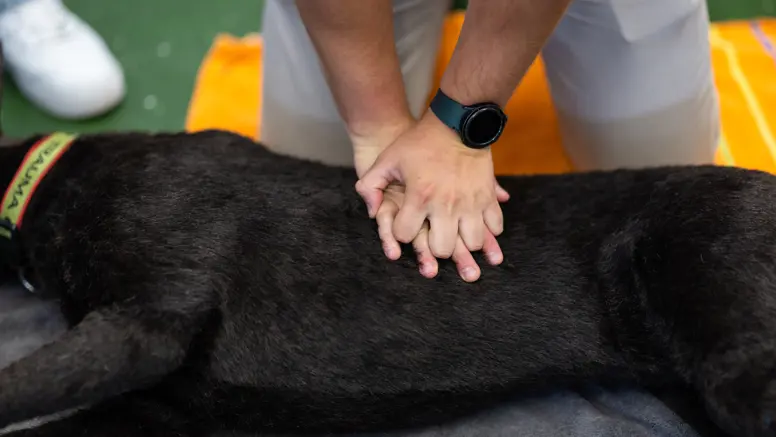 Twee handen drukken vanuit gestrekte armen op de ribben van een hond in zijligging.