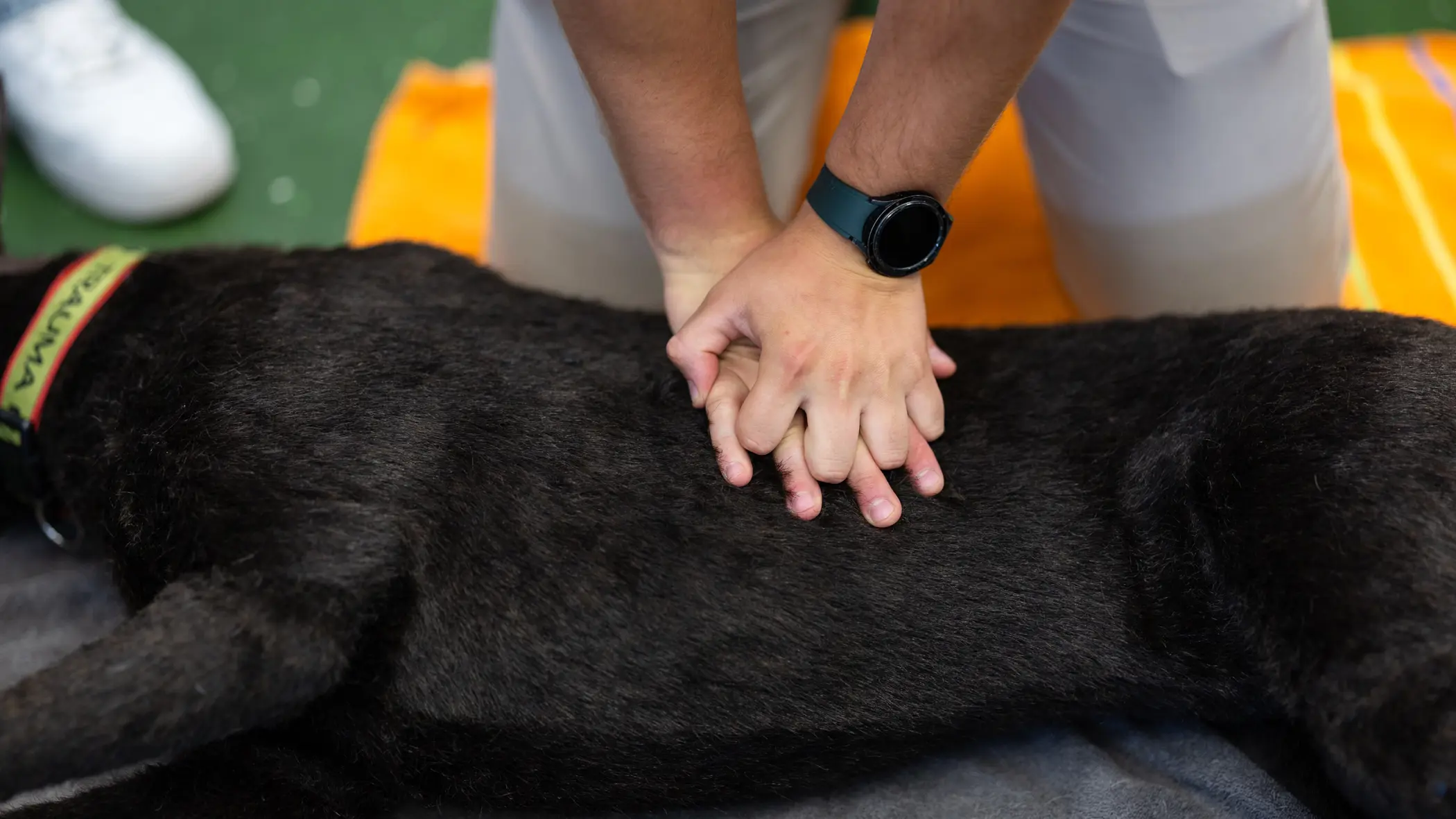 Twee handen drukken vanuit gestrekte armen op de ribben van een hond in zijligging.