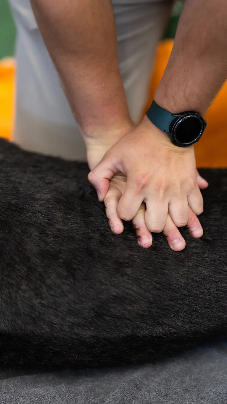 Twee handen drukken vanuit gestrekte armen op de ribben van een hond in zijligging.