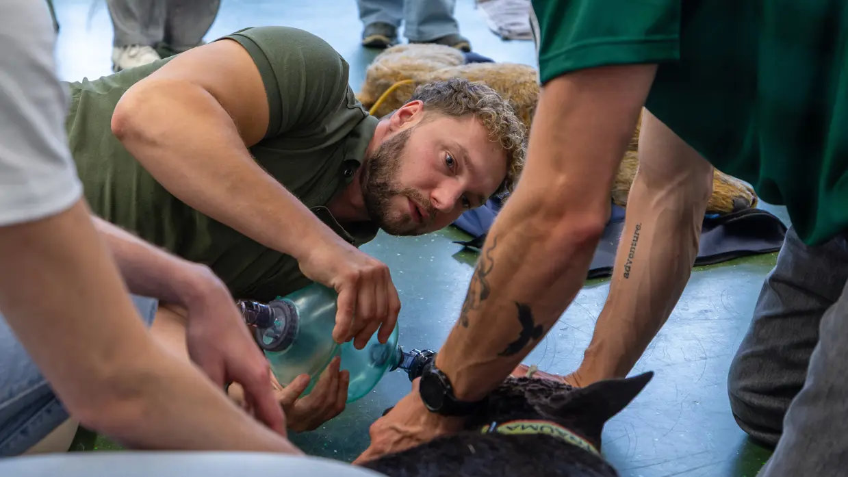Twee mannen houden een dummyhond in zijligging vast terwijl een derde man liggend voor de kop de hond beademd met een beademingsballon.