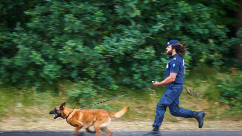 Een beveiliger in blauw uniform en met baret op rent met een bruine werkhond aan de lijn. Groene, bosrijke omgeving vormt de achtergrond. Beide zijn actief en geconcentreerd.
