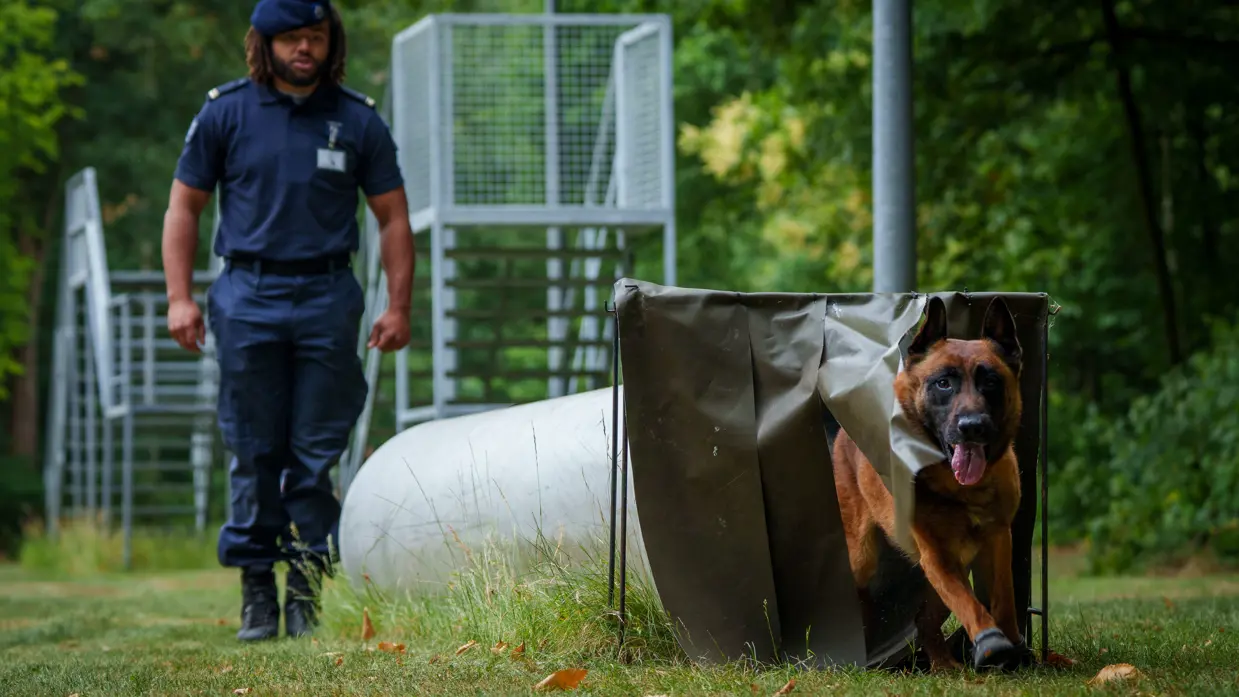 Een man in uniform loopt achter een grote gespierde hond genaamd Sam, een Belgische herder. De hond duikt door een obstakel op een groene weide.