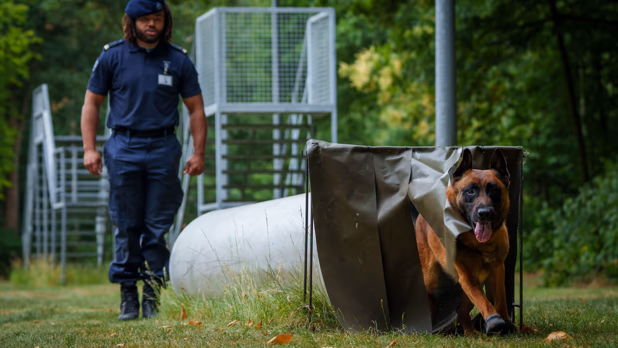 Een man in uniform loopt achter een grote gespierde hond genaamd Sam, een Belgische herder. De hond duikt door een obstakel op een groene weide.