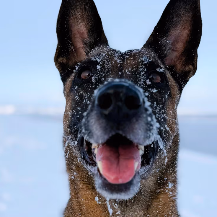 Speurhond van de Marechaussee in de sneeuw.