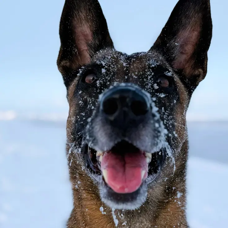 Speurhond van de Marechaussee in de sneeuw.
