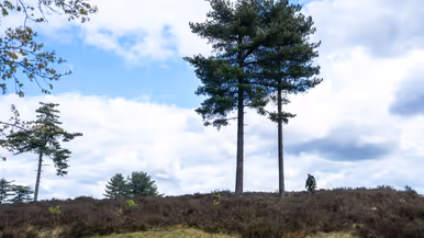 Een persoon loopt over een heuvel met heide en dennenbomen onder een bewolkte hemel met blauwe plekken.
