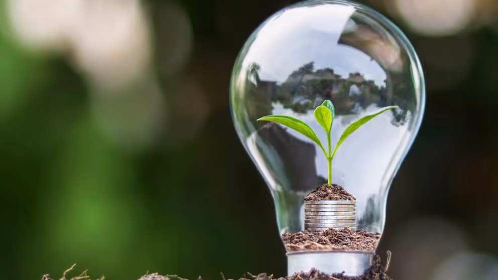 Gloeilamp met klein groen plantje erin op een beetje aarde. De aarde ligt weer op een stapeltje munten.