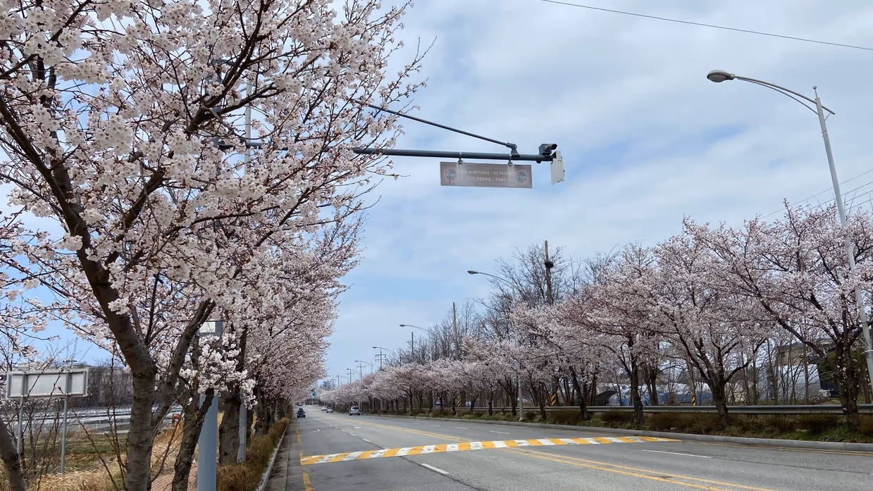 Een weg, met daarlangs bomen met roze bladeren van de kersenbloesem. 