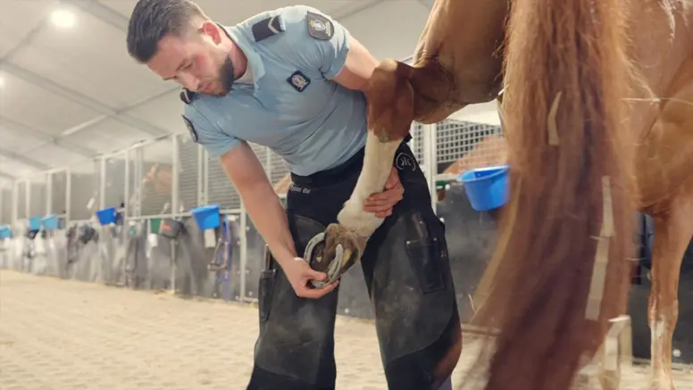 Een marechaussee in blauw shirt houdt de poot van een paard vast en kijkt naar de hoeven.