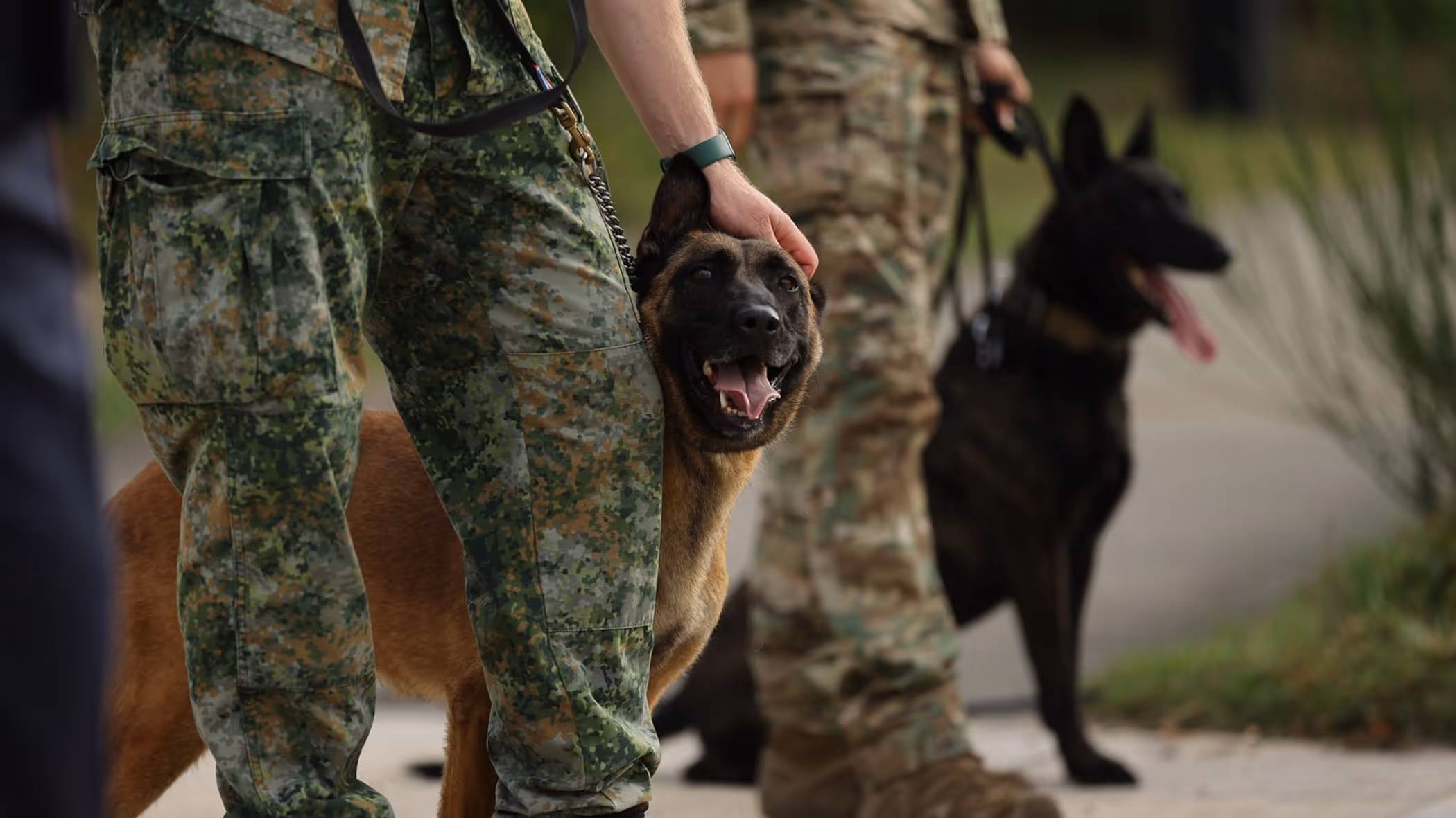 Een hond staat naast een militair.
