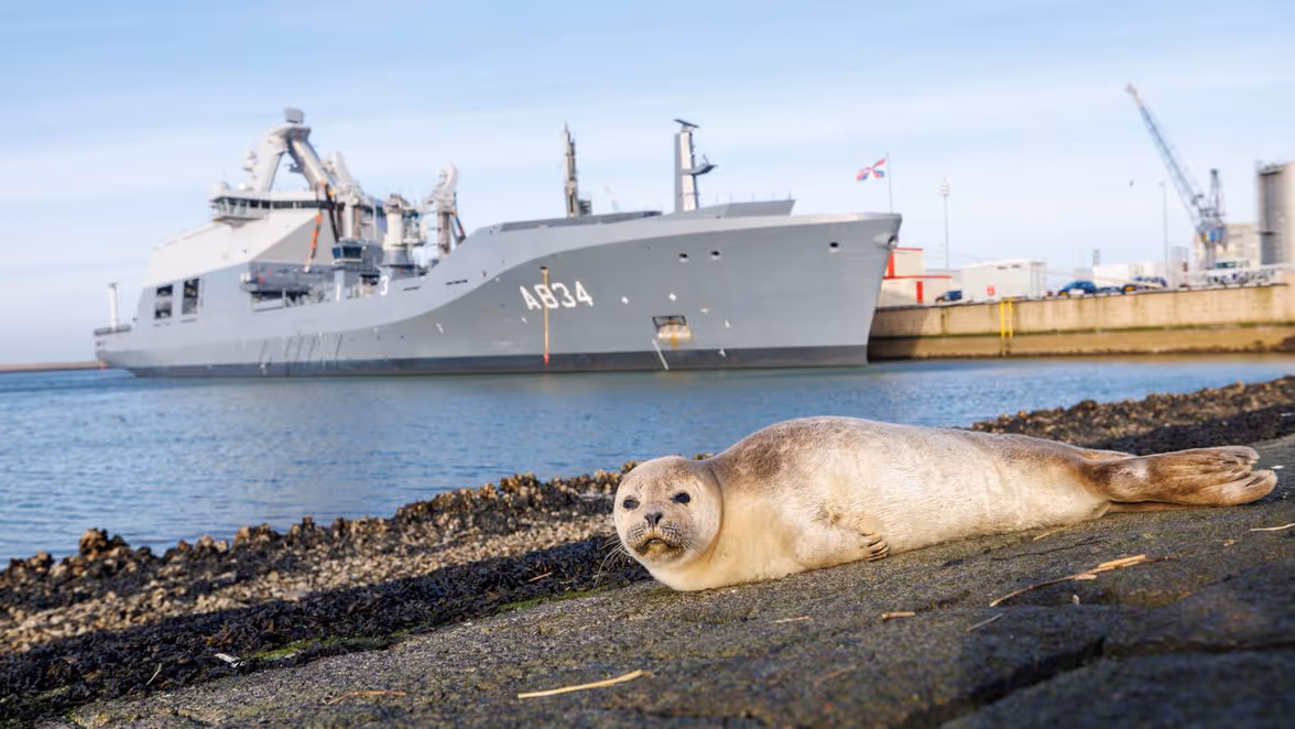 Een zeehond ligt op een pad langs het water in een haven, met een groot grijs schip op de achtergrond. Het is een zonnige dag.