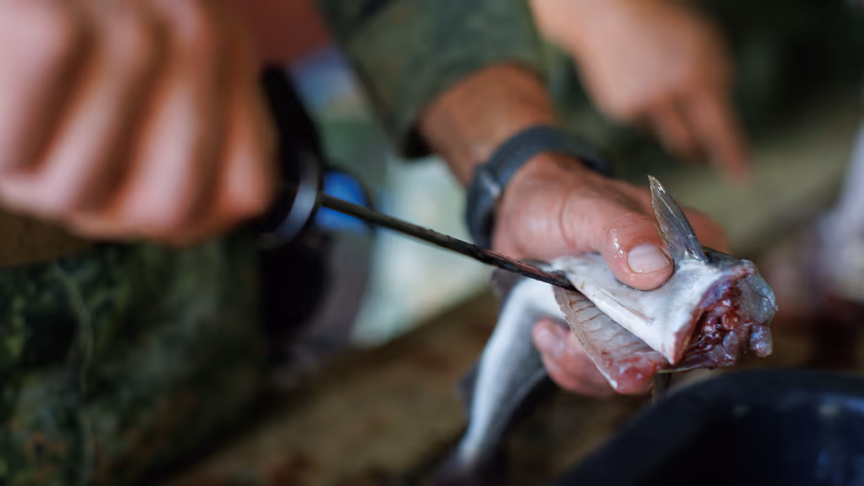 Close-up van de handen van een militair die een vis aan het villen is.
