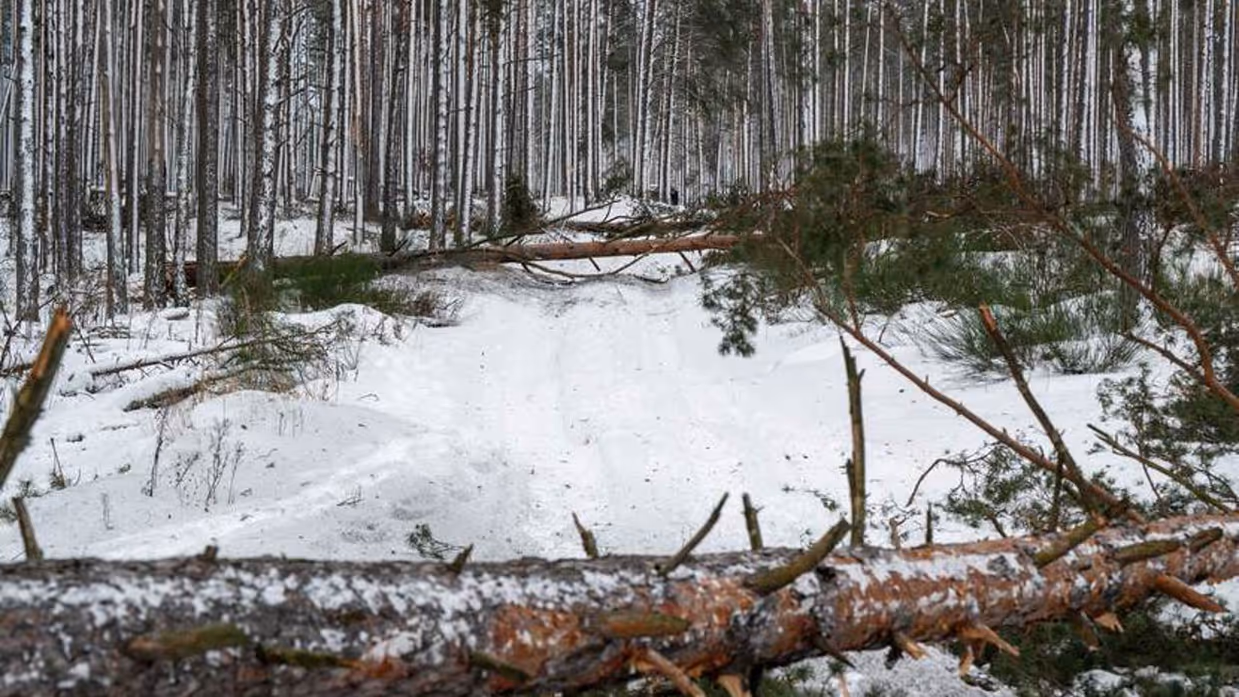 Liggende bomen versperren pad in besneeuwd bos.
