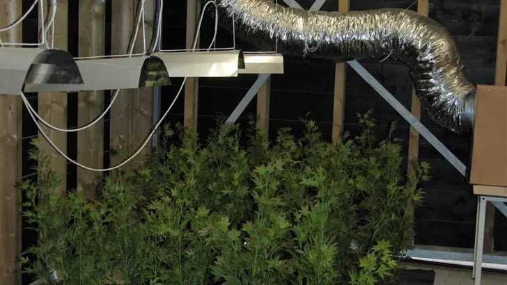 Loods met plantjes en lampen.