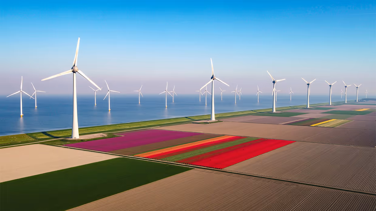 Bollenvelden aan zee, met windmolens aan de kust en in het water.